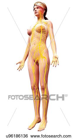 Female nervous system, artwork View Large Illustration Stock Illustration - Female nervous system, artwork. Fotosearch