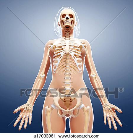 Clip Art - Female skeleton, artwork. Fotosearch