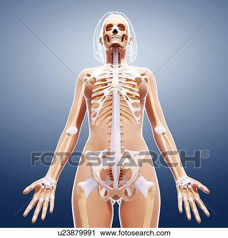 Clip Art - Female skeleton, artwork. Fotosearch