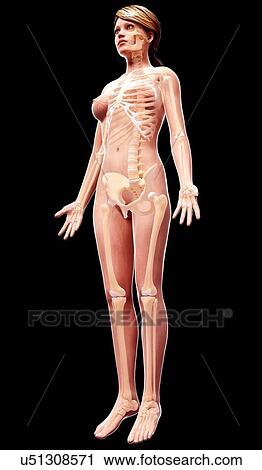 Female skeleton, artwork View Large Illustration Clip Art - Female skeleton, artwork. Fotosearch