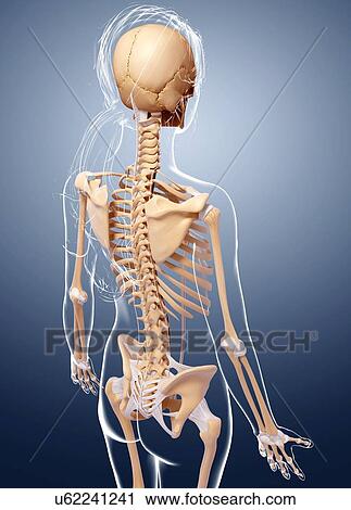 Female skeleton, artwork View Large Illustration Clip Art - Female skeleton, artwork. Fotosearch