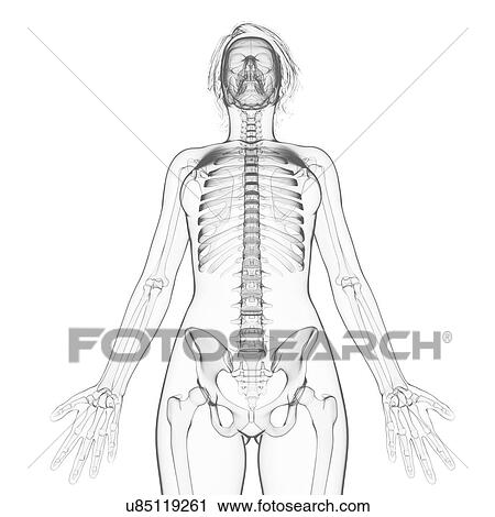 Clip Art - Female skeleton, artwork. Fotosearch