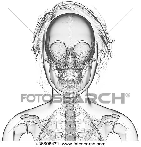 Clip Art - Female skeleton, artwork. Fotosearch