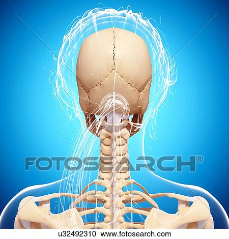 Clipart - Female skeleton, artwork. Fotosearch