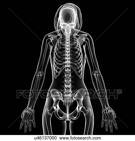Clipart - Female skeleton, artwork. Fotosearch