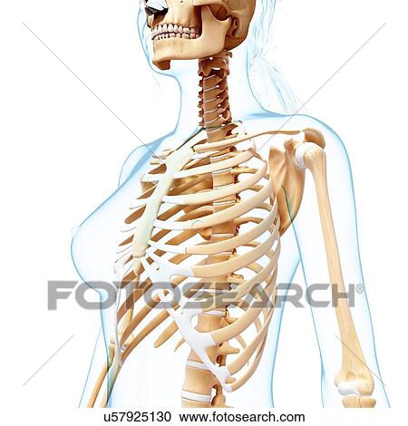 Female skeleton, artwork View Large Illustration Clipart - Female skeleton, artwork. Fotosearch