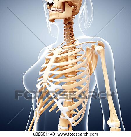 Female skeleton, artwork View Large Illustration Clipart - Female skeleton, artwork. Fotosearch