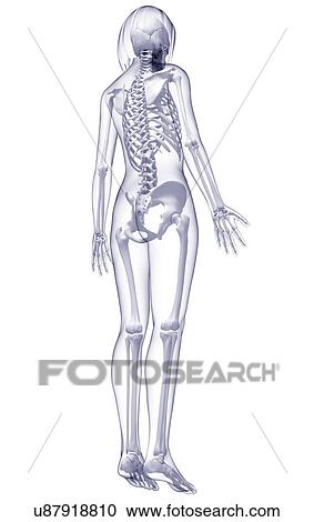 Female skeleton, artwork View Large Illustration Clipart - Female skeleton, artwork. Fotosearch