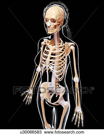 Drawing - Female skeleton, artwork. Fotosearch