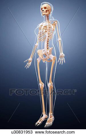 Female skeleton, artwork View Large Illustration Drawing - Female skeleton, artwork. Fotosearch