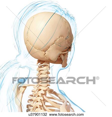 Drawing - Female skeleton, artwork. Fotosearch