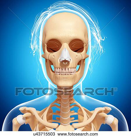 Female skeleton, artwork View Large Illustration Drawing - Female skeleton, artwork. Fotosearch