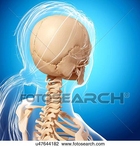 Female skeleton, artwork View Large Illustration Drawing - Female skeleton, artwork. Fotosearch