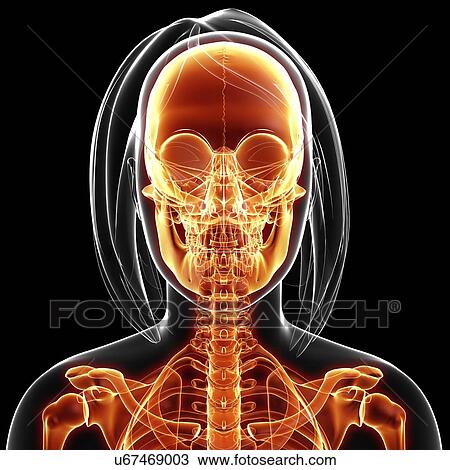 Female skeleton, artwork View Large Illustration Drawing - Female skeleton, artwork. Fotosearch
