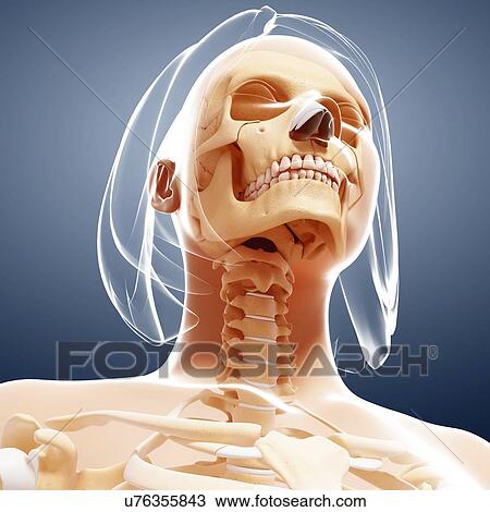 Female skeleton, artwork View Large Illustration Drawing - Female skeleton, artwork. Fotosearch