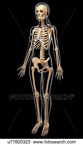 Drawing - Female skeleton, artwork. Fotosearch