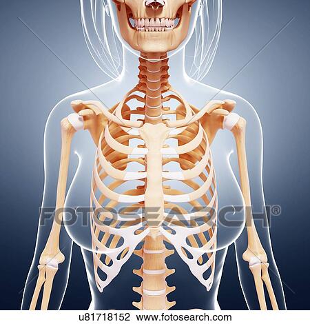 Drawing - Female skeleton, artwork. Fotosearch