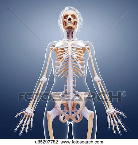 Female skeleton, artwork View Large Illustration Drawing - Female skeleton, artwork. Fotosearch