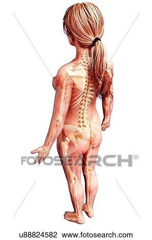 Female skeleton, artwork View Large Illustration Drawing - Female skeleton, artwork. Fotosearch