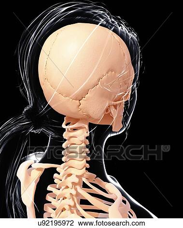 Drawing - Female skeleton, artwork. Fotosearch