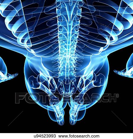 Drawing - Female skeleton, artwork. Fotosearch