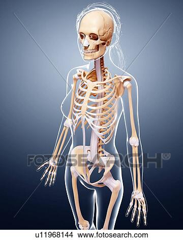 Stock Illustration - Female skeleton, artwork. Fotosearch