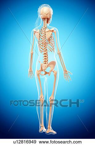 Stock Illustration - Female skeleton, artwork. Fotosearch