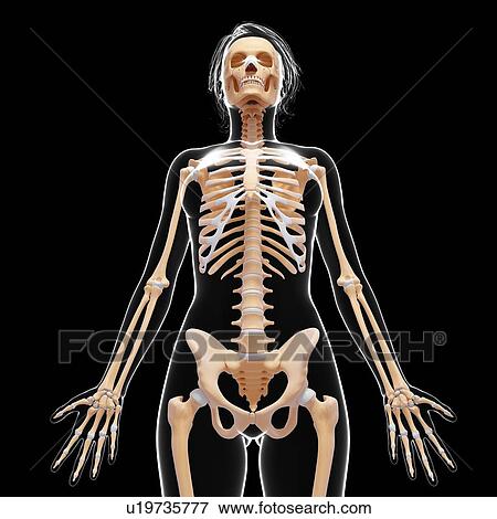 Female skeleton, artwork View Large Illustration Stock Illustration - Female skeleton, artwork. Fotosearch