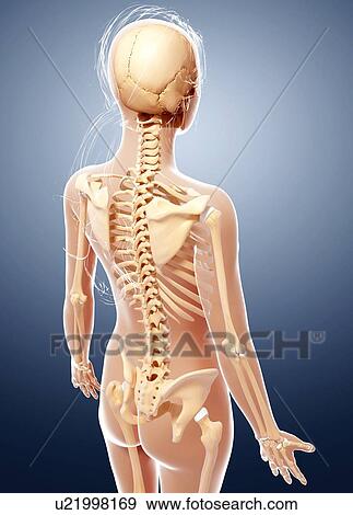 Female skeleton, artwork View Large Illustration Stock Illustration - Female skeleton, artwork. Fotosearch