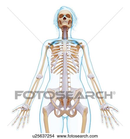 Stock Illustration - Female skeleton, artwork. Fotosearch