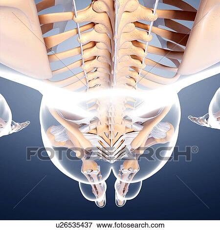 Stock Illustration - Female skeleton, artwork. Fotosearch