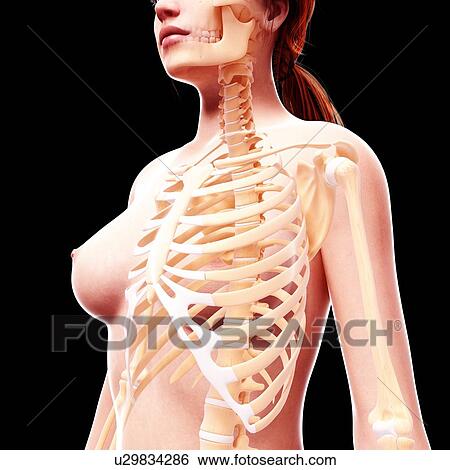 Female skeleton, artwork View Large Illustration Stock Illustration - Female skeleton, artwork. Fotosearch