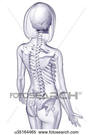 Stock Illustration - Female skeleton, artwork. Fotosearch