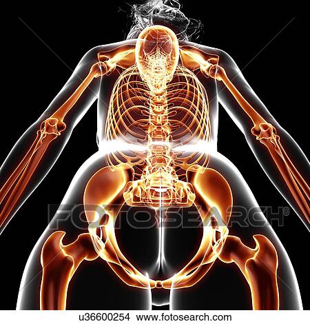 Stock Illustration - Female skeleton, artwork. Fotosearch