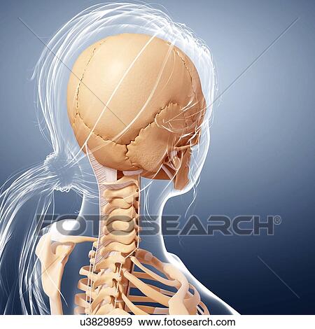 Female skeleton, artwork View Large Illustration Stock Illustration - Female skeleton, artwork. Fotosearch