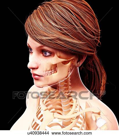 Female skeleton, artwork View Large Illustration Stock Illustration - Female skeleton, artwork. Fotosearch