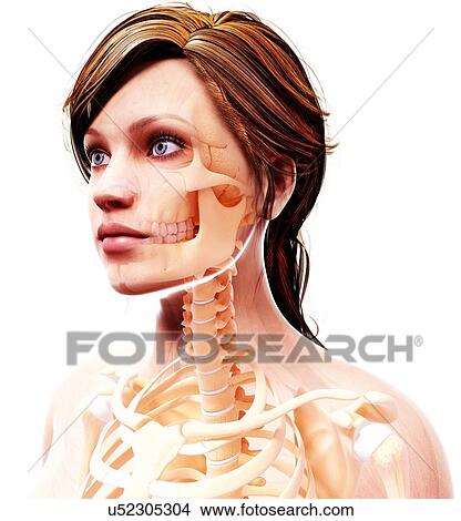 Female skeleton, artwork View Large Illustration Stock Illustration - Female skeleton, artwork. Fotosearch