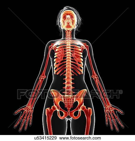Female skeleton, artwork View Large Illustration Stock Illustration - Female skeleton, artwork. Fotosearch