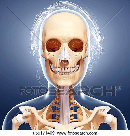 Stock Illustration - Female skeleton, artwork. Fotosearch