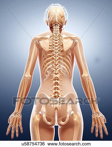 Female skeleton, artwork View Large Illustration Stock Illustration - Female skeleton, artwork. Fotosearch