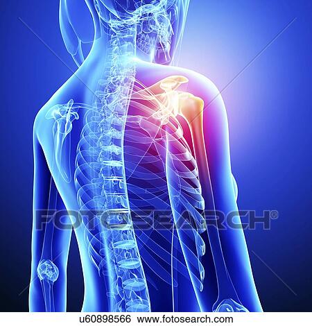 Stock Illustration - Female skeleton, artwork. Fotosearch