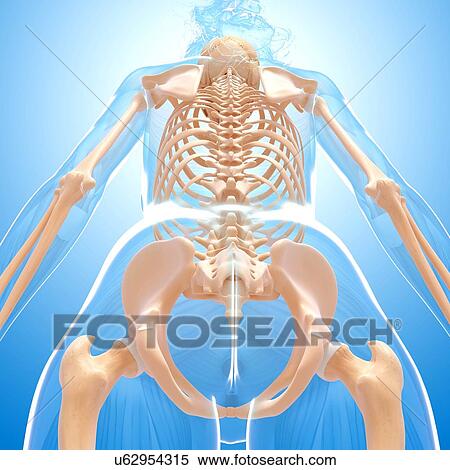 Stock Illustration - Female skeleton, artwork. Fotosearch