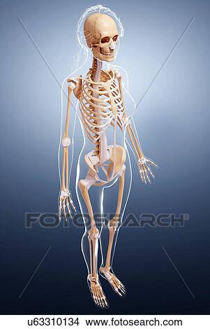 Female skeleton, artwork View Large Illustration Stock Illustration - Female skeleton, artwork. Fotosearch