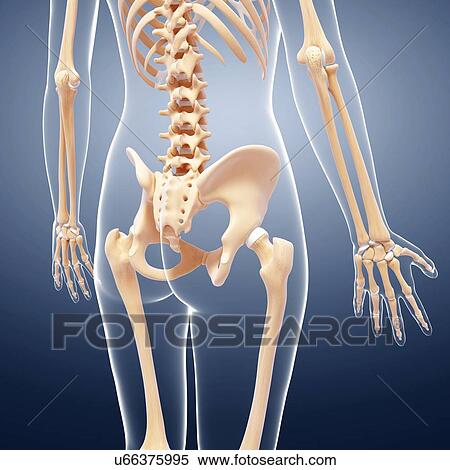 Stock Illustration - Female skeleton, artwork. Fotosearch