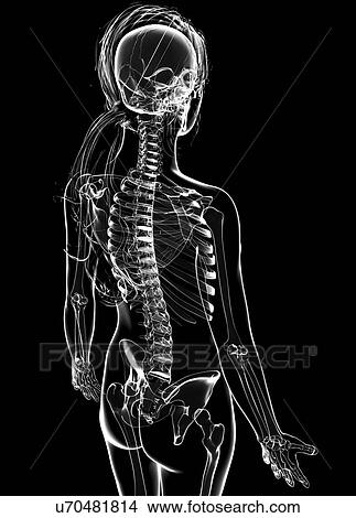 Female skeleton, artwork View Large Illustration Stock Illustration - Female skeleton, artwork. Fotosearch