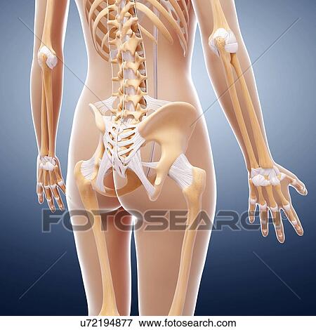 Female skeleton, artwork View Large Illustration Stock Illustration - Female skeleton, artwork. Fotosearch