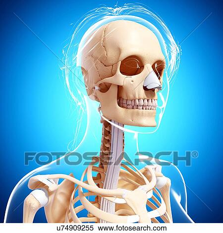 Stock Illustration - Female skeleton, artwork. Fotosearch