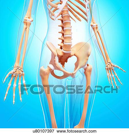 Stock Illustration - Female skeleton, artwork. Fotosearch