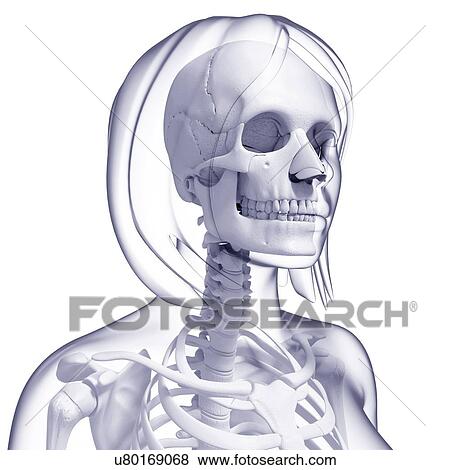 Stock Illustration - Female skeleton, artwork. Fotosearch
