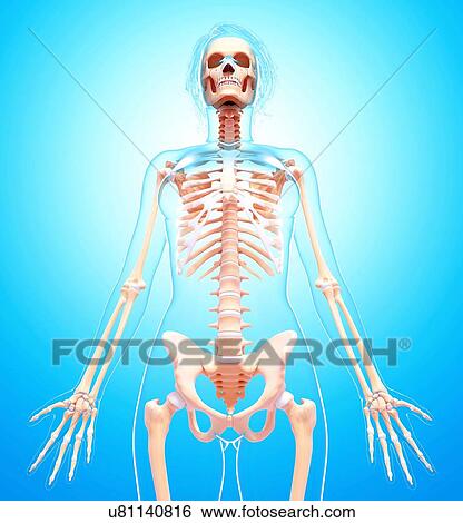 Stock Illustration - Female skeleton, artwork. Fotosearch